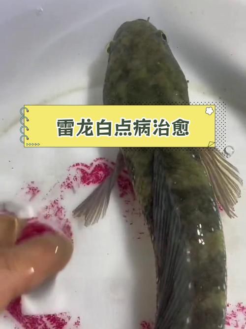 超血紅龍魚多久發(fā)色？，血紅龍魚的發(fā)色周期通常在春季到夏季之間，具體時間可能因個體差異而有所不同 超血紅龍魚多久發(fā)色？，血紅龍魚的發(fā)色周期通常在春季到夏季之間，具體時間可能因個體差異而有所不同 龍魚百科 第2張