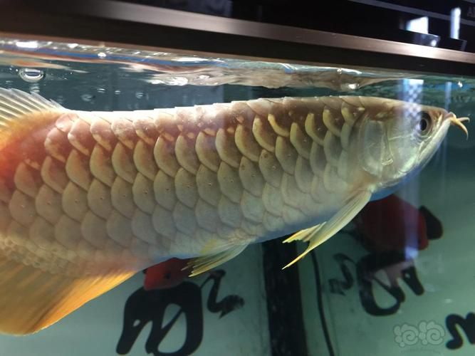 龍魚鱗片白點圖片大全 龍魚百科 第34張 龍魚鱗片白點圖片大全 龍魚鱗片白點圖片大全 龍魚百科 第34張
