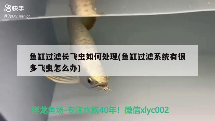 魚缸過濾長飛蟲如何處理(魚缸過濾系統有很多飛蟲怎么辦)