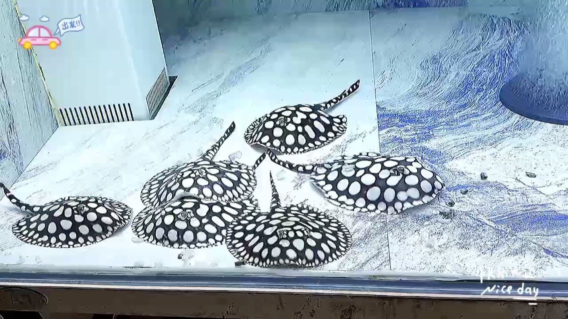 魚缸用增氧泵價格是多少:魚缸增氧機-xtrac增氧機-xtrac增氧機 今天的快樂:喂魚五分鐘,開心兩小時。??? 龍魚論壇 今天的快樂:喂魚五分鐘,開心兩小時。??? 今天的快樂:喂魚五分鐘,開心兩小時。??? 龍魚論壇