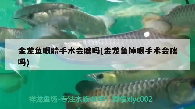 金龍魚眼睛手術會瞎嗎(金龍魚掉眼手術會瞎嗎) 金龍魚眼睛手術會瞎嗎(金龍魚掉眼手術會瞎嗎) 觀賞魚百科
