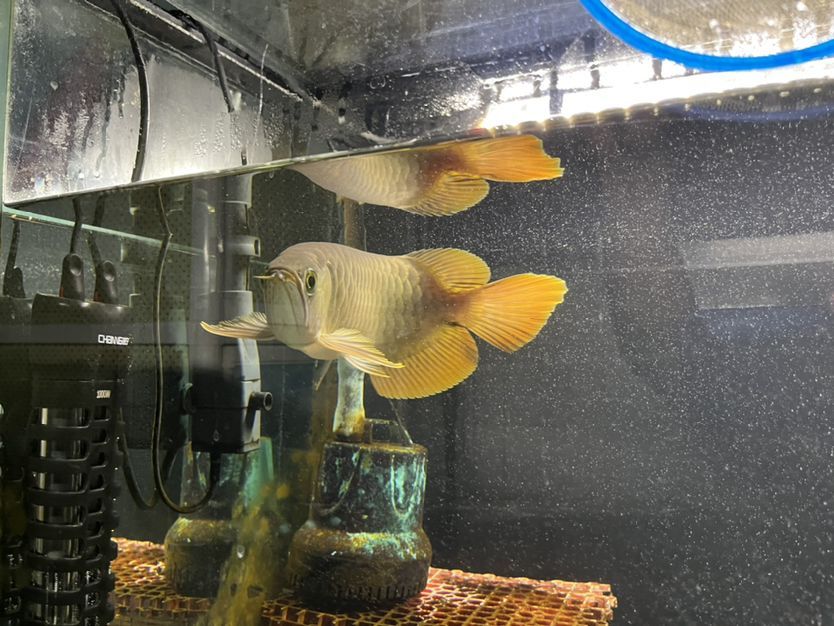 觀賞魚 魚缸的設計怎么收費(魚缸設計效果圖) 觀賞魚百科 魚缸的設計怎么收費(魚缸設計效果圖) 魚缸的設計怎么收費(魚缸設計效果圖) 觀賞魚百科