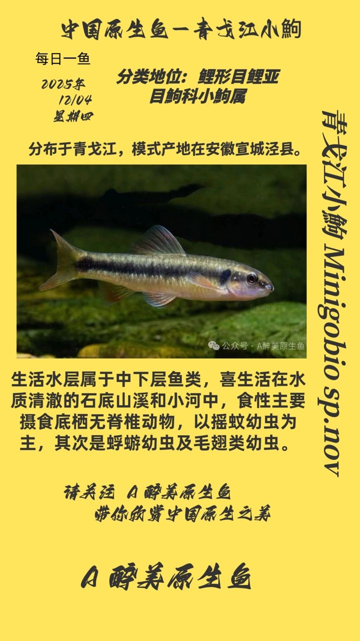 青戈江小鮈 青戈江小鮈 龍魚論壇