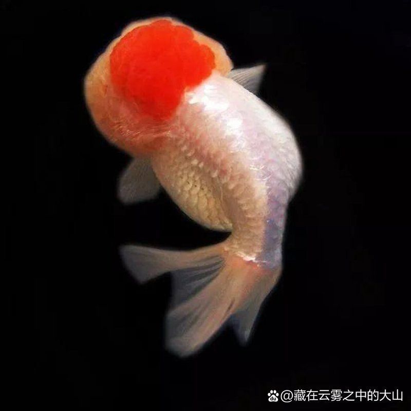 哪種藥物對魚爛鰓最有效？