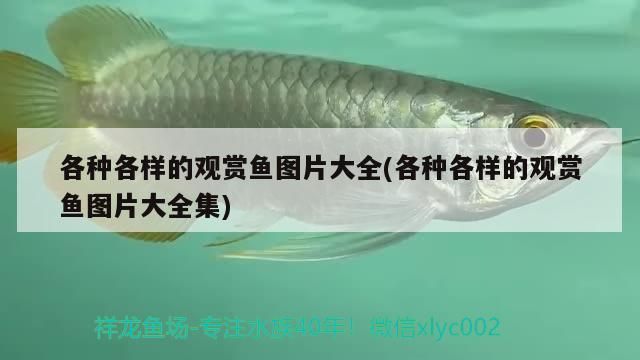 各種各樣的觀賞魚圖片大全(各種各樣的觀賞魚圖片大全集) 各種各樣的觀賞魚圖片大全(各種各樣的觀賞魚圖片大全集) 觀賞魚百科