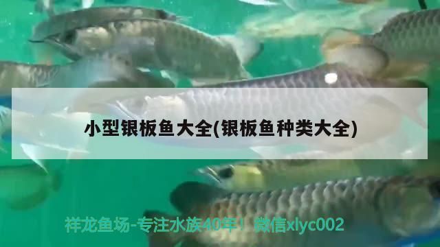 小型銀板魚大全(銀板魚種類大全)