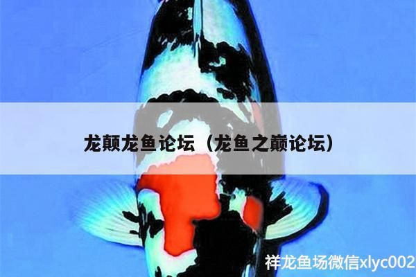 龍顛龍魚(yú)論壇（龍魚(yú)之巔論壇） 龍顛龍魚(yú)論壇（龍魚(yú)之巔論壇） 觀賞魚(yú)百科