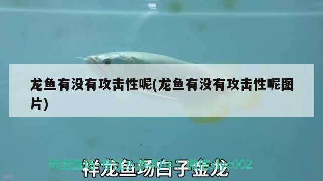 龍魚有沒有攻擊性呢(龍魚有沒有攻擊性呢圖片) 龍魚有沒有攻擊性呢(龍魚有沒有攻擊性呢圖片) 觀賞魚百科
