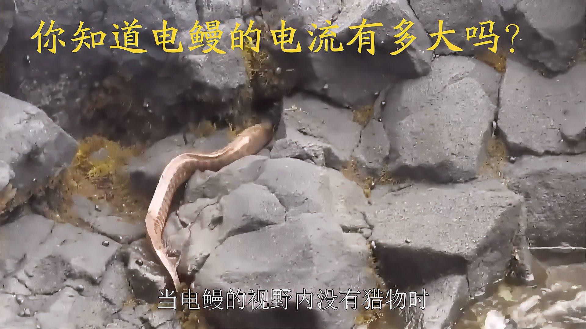 中國十大電鰻排名表