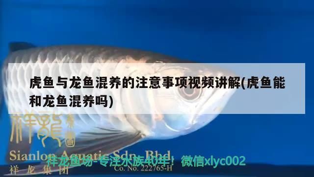 金龍魚專用燈光譜圖片大全