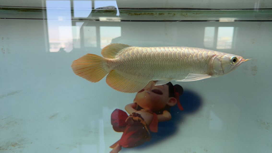 龍魚品種及圖片大全:為什么龍魚價格那么高