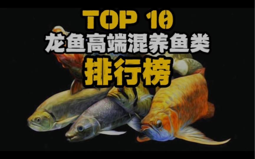 龍魚混養哪些魚最好？
