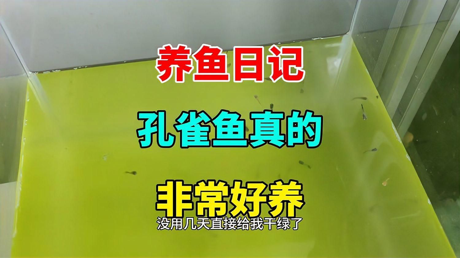 孔雀魚苗需要多大的缸？