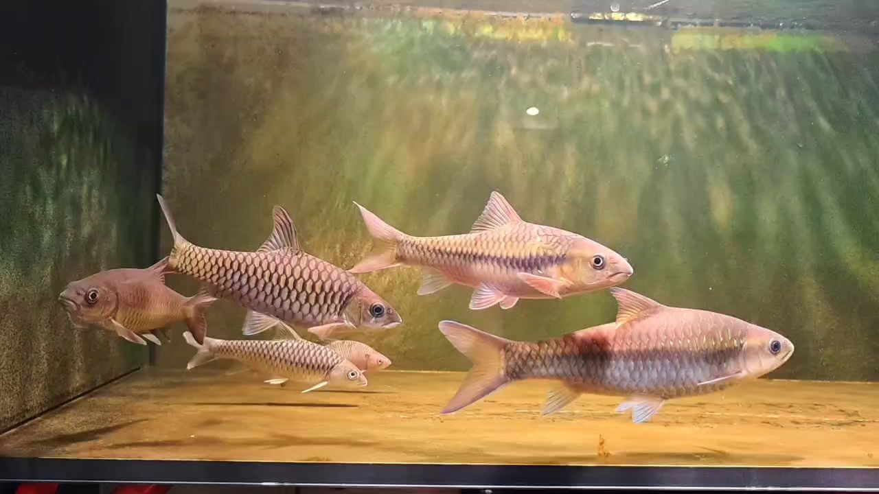 魚缸用增氧泵價格是多少:魚缸增氧機-xtrac增氧機-xtrac增氧機 吉羅 龍魚論壇 吉羅 吉羅 龍魚論壇