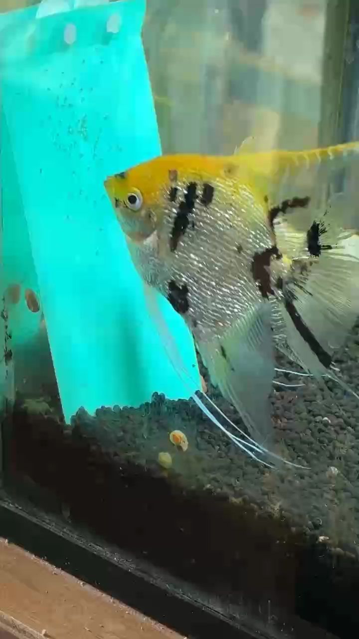 魚缸過濾器選購指南:自制魚缸過濾器魚缸上置過濾器對于養魚愛好者的必備知識 撫育 龍魚論壇 撫育 撫育 龍魚論壇
