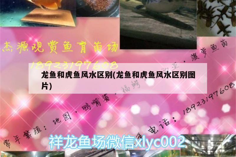 龍魚和虎魚風水區(qū)別(龍魚和虎魚風水區(qū)別圖片) 龍魚和虎魚風水區(qū)別(龍魚和虎魚風水區(qū)別圖片) 觀賞魚百科