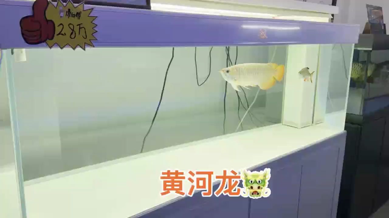 超級硬骨大扇尾，鈍頭，大骨骼體型，狀態杠