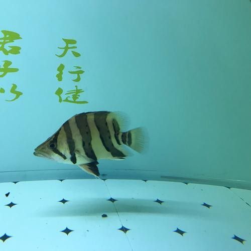 福虎異型虎魚是雜牌子嗎