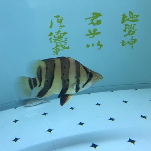 福虎異型虎魚是雜牌子嗎