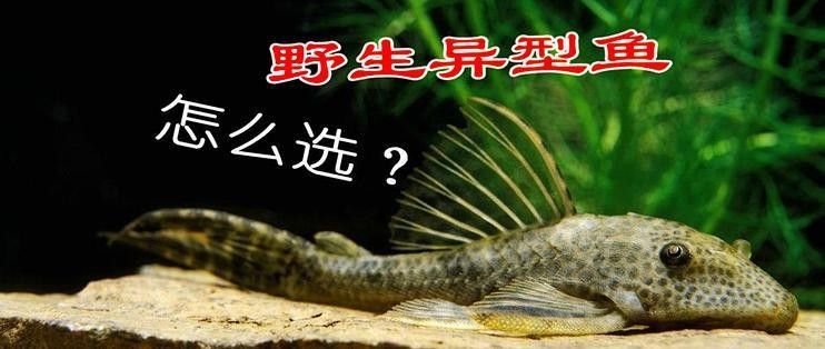 福虎異型虎魚是雜牌子嗎