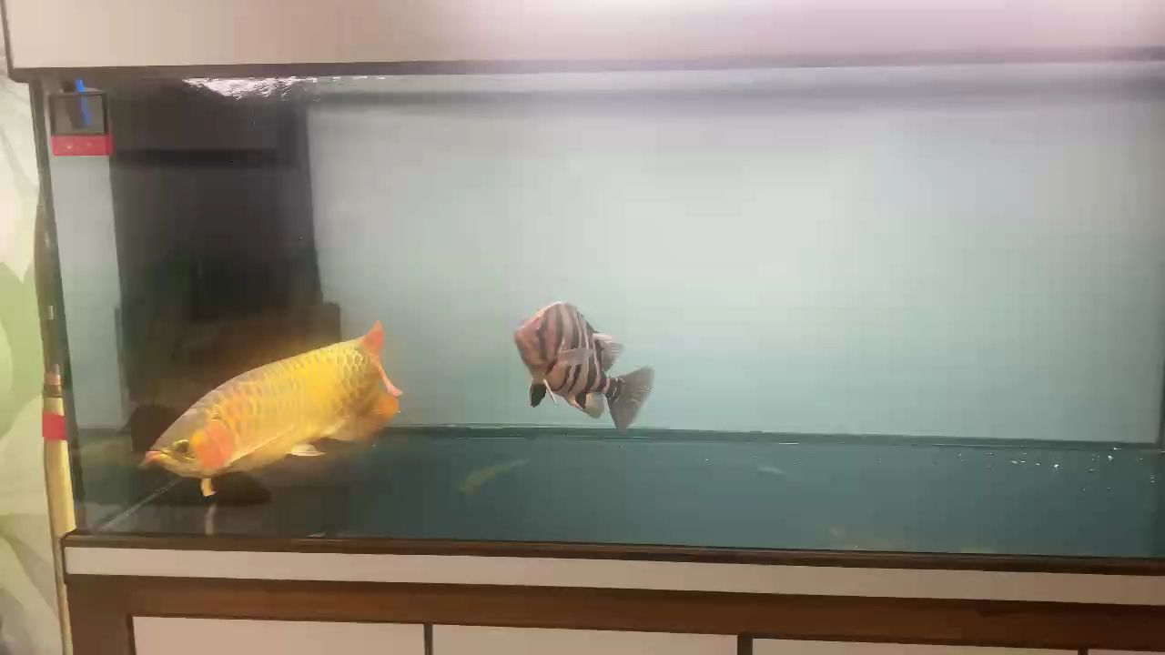 我的龍魚5歲了