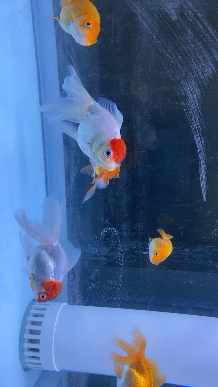 金魚兒 金魚兒 觀賞魚百科