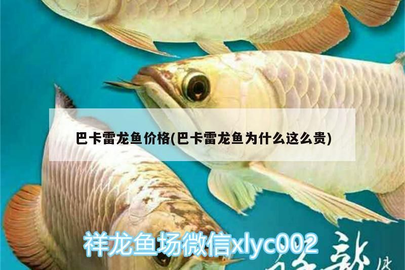 巴卡雷龍魚價格(巴卡雷龍魚為什么這么貴) 巴卡雷龍魚價格(巴卡雷龍魚為什么這么貴) 觀賞魚百科