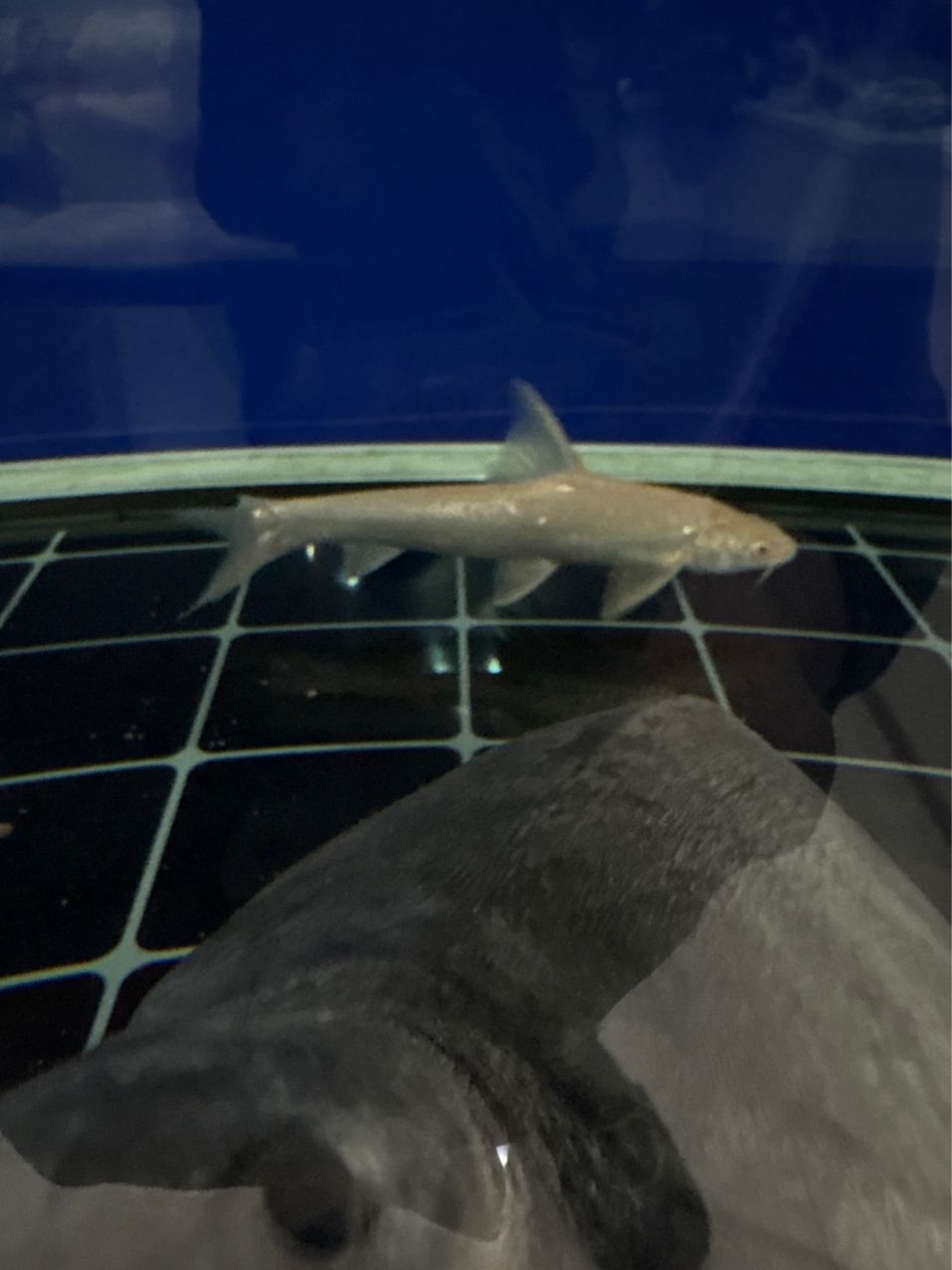 今天又加了兩條魚