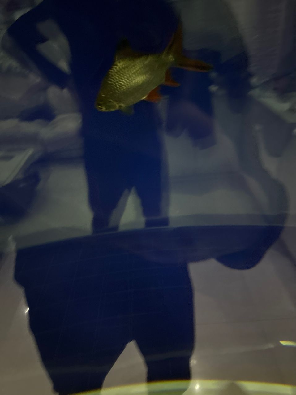 今天又加了兩條魚 龍魚論壇 第2張 今天又加了兩條魚 今天又加了兩條魚 龍魚論壇 第2張