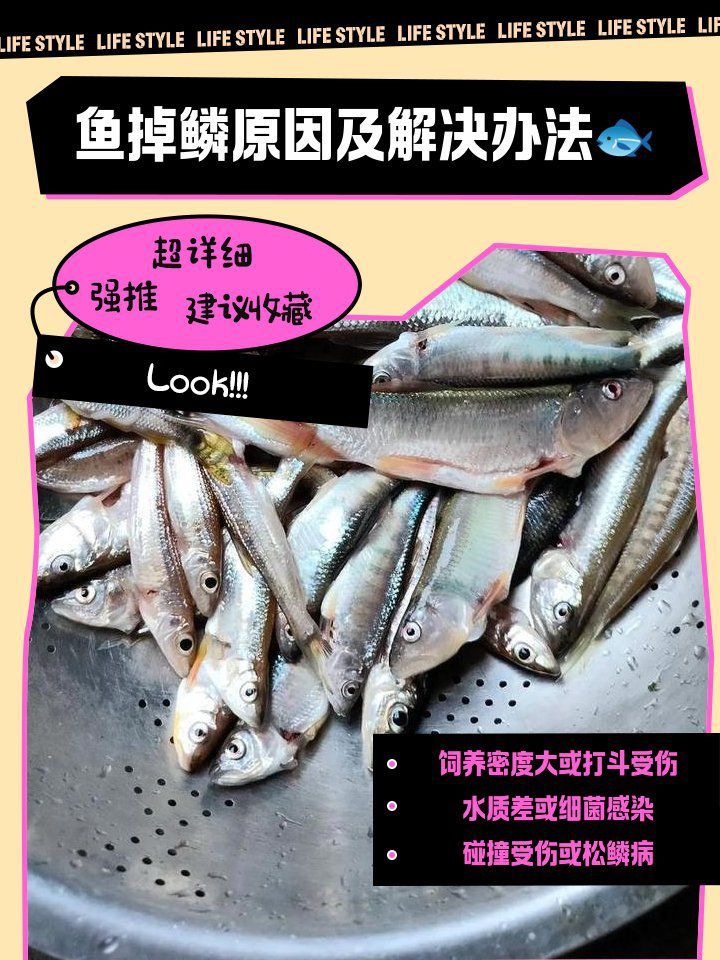 如何預防金魚魚鱗脫落？ 如何預防金魚魚鱗脫落？ 龍魚百科 第1張