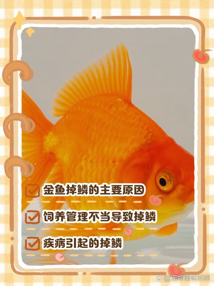 如何預防金魚魚鱗脫落？ 如何預防金魚魚鱗脫落？ 龍魚百科 第3張