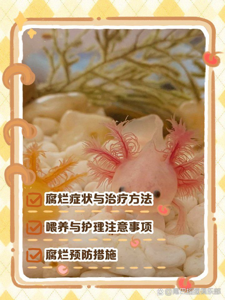 龍魚爛鱗后如何護理 龍魚爛鱗后如何護理 龍魚百科 第2張