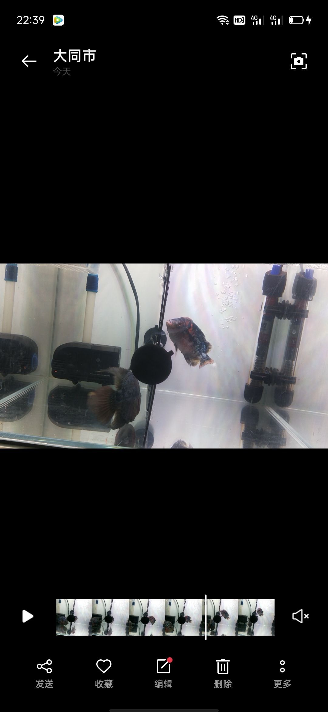 鸚鵡魚和銀龍魚混養怎樣喂食 惠州賣觀賞魚的地方(惠州哪里有賣金魚和金魚缸) 觀賞魚百科 惠州賣觀賞魚的地方(惠州哪里有賣金魚和金魚缸) 惠州賣觀賞魚的地方(惠州哪里有賣金魚和金魚缸) 觀賞魚百科