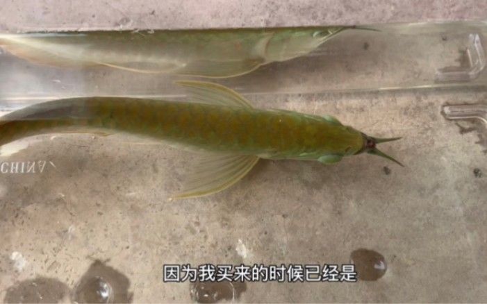龍魚嘴巴撞爛了怎么辦視頻講解 龍魚嘴巴撞爛了怎么辦視頻講解 觀賞魚百科 第1張
