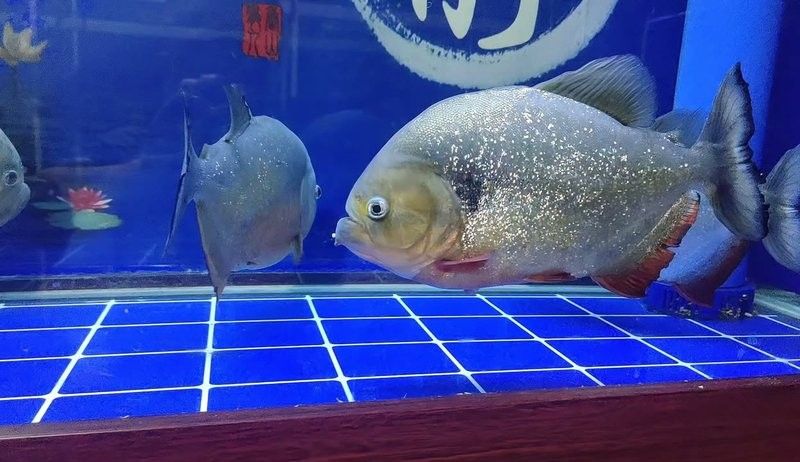 龍魚嘴巴撞爛了怎么辦視頻講解 龍魚嘴巴撞爛了怎么辦視頻講解 觀賞魚百科 第4張