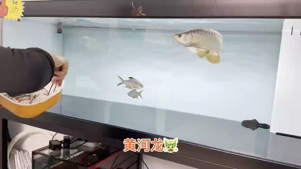 大胸鰭，硬骨扇尾，狀態杠杠滴！ 大胸鰭，硬骨扇尾，狀態杠杠滴！ 龍魚論壇