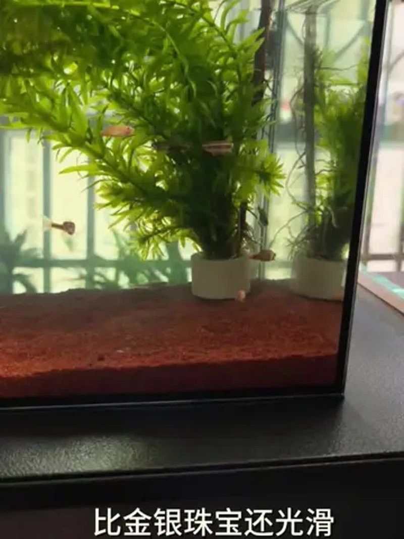 白云金絲魚好養么