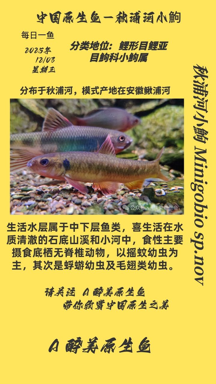 秋浦河小鮈 秋浦河小鮈 龍魚論壇