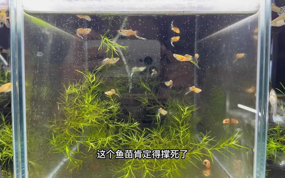 魚苗多久喂一次食