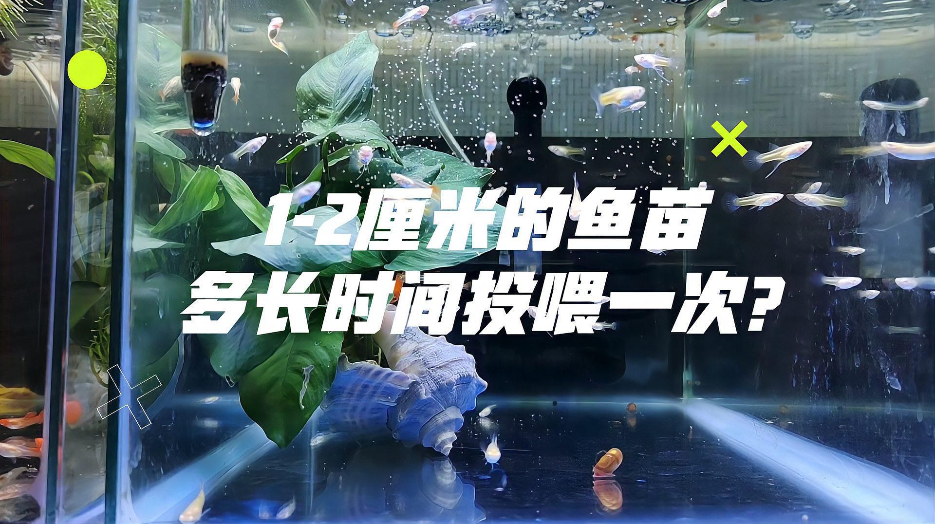 魚苗多久喂一次食