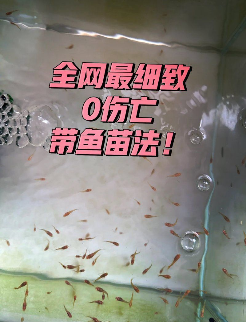 魚苗多久喂一次食