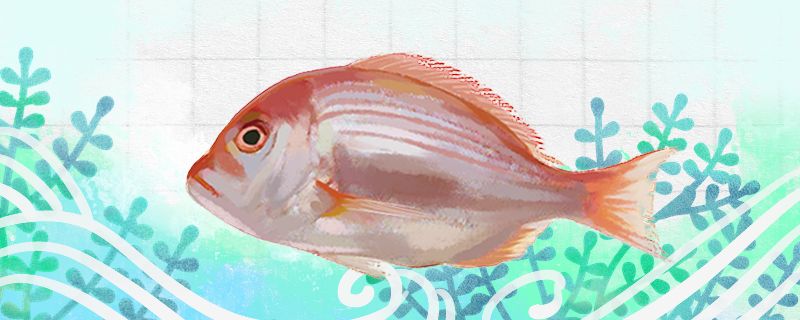 鯛魚和龍利魚一樣嗎有什么區別