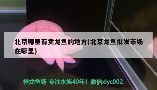 <strong><mark>北京</mark></strong>哪里有賣龍魚的地方(<strong><mark>北京</mark></strong>龍魚批發市場在哪里)