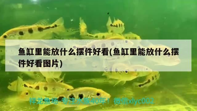 魚缸過濾器選購指南:自制魚缸過濾器魚缸上置過濾器對于養魚愛好者的必備知識 魚缸里能放什么擺件好看(魚缸里能放什么擺件好看圖片) 觀賞魚百科 魚缸里能放什么擺件好看(魚缸里能放什么擺件好看圖片) 魚缸里能放什么擺件好看(魚缸里能放什么擺件好看圖片) 觀賞魚百科
