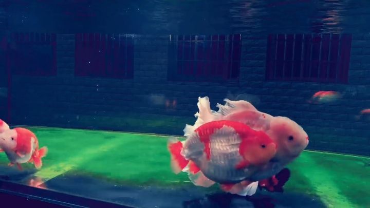 重回“蘭壽”之路[ciya] 重回“蘭壽”之路[ciya] 龍魚論壇