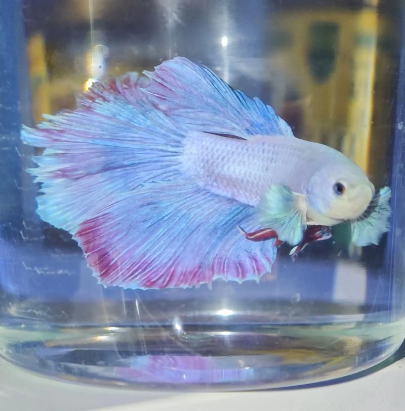 給我更多關于斗魚嘴部窟窿的圖片