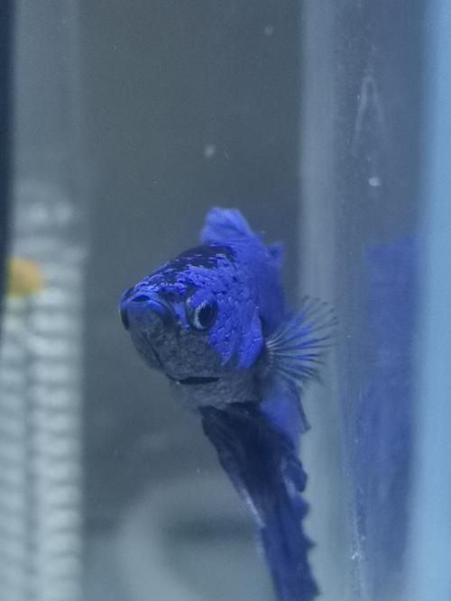 給我更多關于斗魚嘴部窟窿的圖片