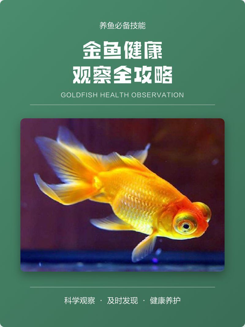 如何判斷金魚幼苗是否健康？