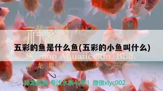 五彩的魚是什么魚(五彩的小魚叫什么) 五彩的魚是什么魚(五彩的小魚叫什么) 觀賞魚百科