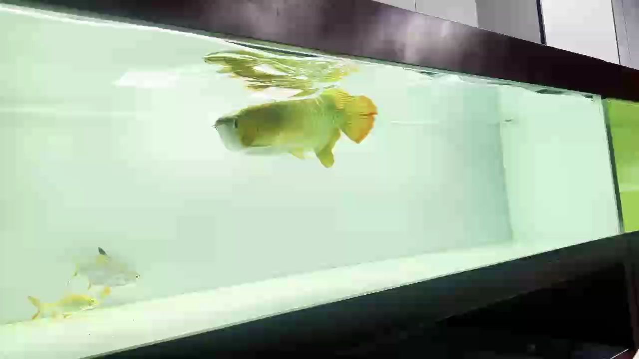 小瘋魚 32888 小瘋魚 32888 龍魚論壇